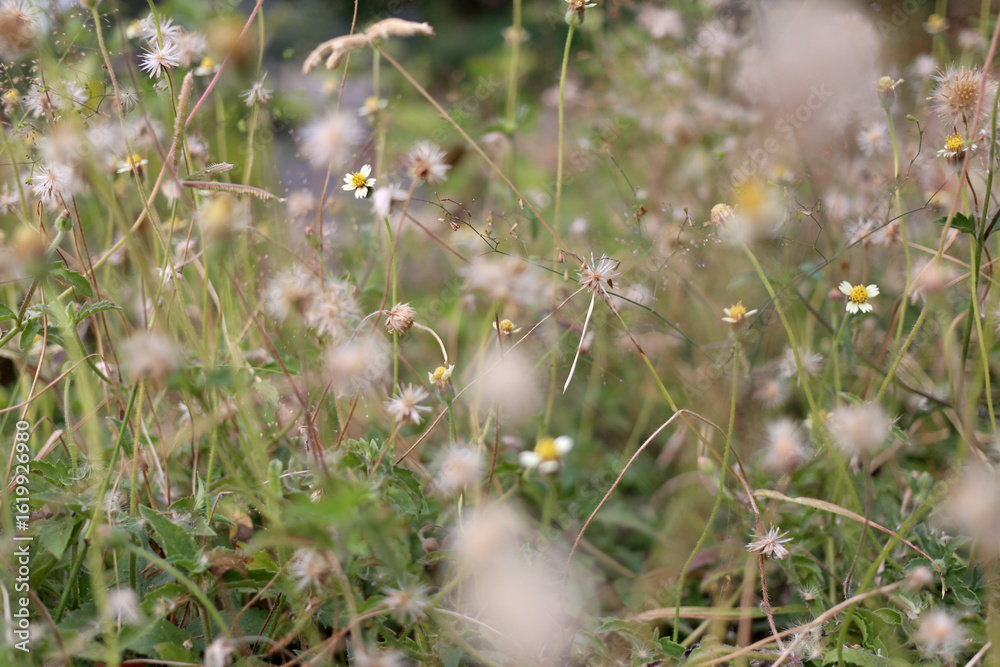 Beautiful Wildflowers in a Lush Green Meadow During Spring Season Beautiful Wildflowers in a Lush Green Meadow During Spring Season
