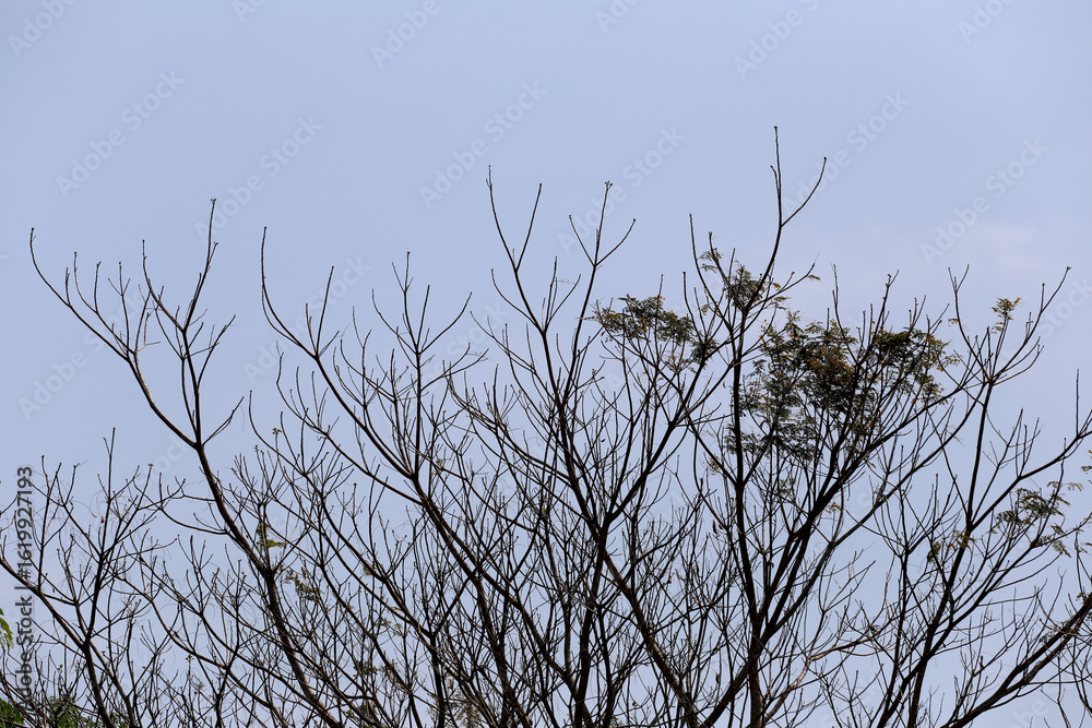 Fototapeta premium Bare Tree Branches Against a Clear Blue Sky on a Sunny Day