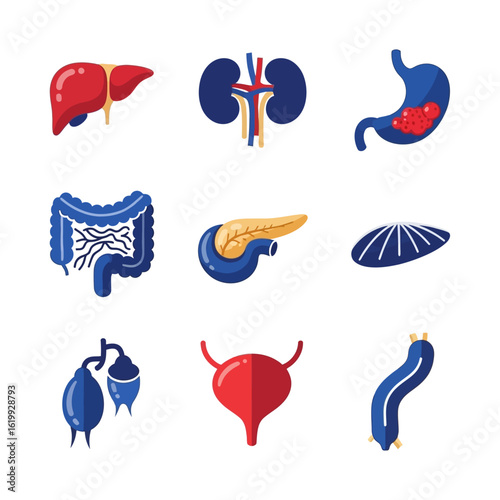 Illustration showing various human internal organs: liver, kidneys, stomach, intestines, pancreas, spleen, gallbladder, bladder, and appendix.
