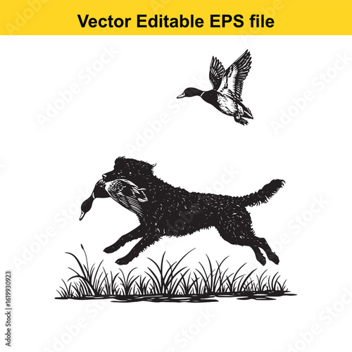 Curly-Coated Retriever Vintage Black & White Hunting Dog Illustration with Muller Duck – Standing, Jumping, and Hunting Pose