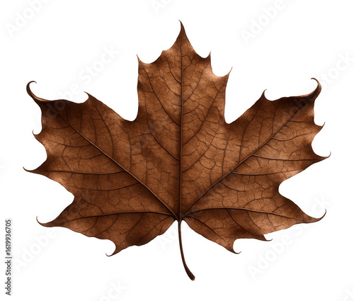 Brown decaying maple leaf with cracked surface and curled tips