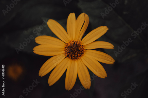 Vibrant yellow Rudbeckia fl...
