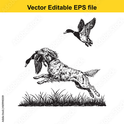 English Setter Vintage Black & White Hunting Dog Illustration with Muller Duck – Standing, Jumping, and Hunting Pose