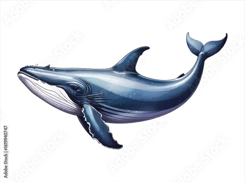 Whale Vector Design