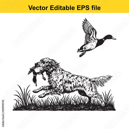 English Setter Vintage Black & White Hunting Dog Illustration with Muller Duck – Standing, Jumping, and Hunting Pose