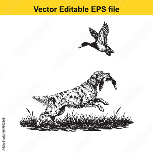 English Setter Vintage Black & White Hunting Dog Illustration with Muller Duck – Standing, Jumping, and Hunting Pose