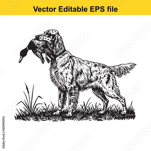 English Setter Vintage Black & White Hunting Dog Illustration with Muller Duck – Standing, Jumping, and Hunting Pose