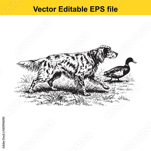 English Setter Vintage Black & White Hunting Dog Illustration with Muller Duck – Standing, Jumping, and Hunting Pose