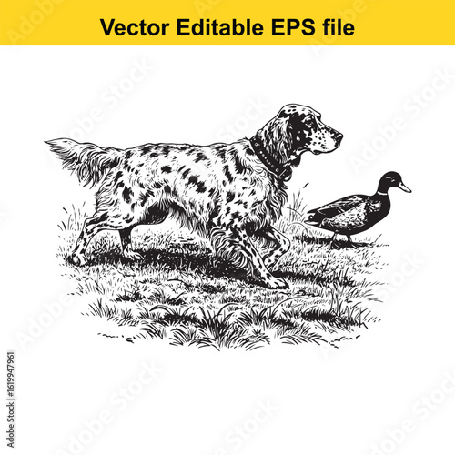 English Setter Vintage Black & White Hunting Dog Illustration with Muller Duck – Standing, Jumping, and Hunting Pose