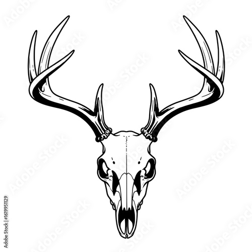 Vintage Engraved Deer Skull in Black and White Vector