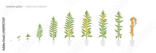 Growth stages of sesame plant from seed to harvest