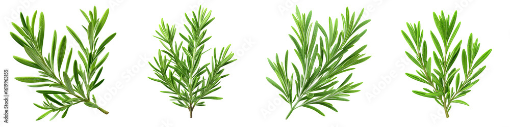 Fototapeta premium Fresh Rosemary Sprigs Isolated on White, Collection of Herbs