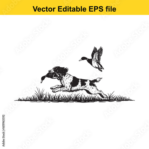 English Springer Spaniel Vintage Black & White Hunting Dog Illustration with Muller Duck – Standing, Jumping, and Hunting Pose