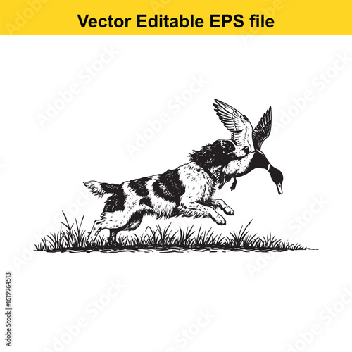English Springer Spaniel Vintage Black & White Hunting Dog Illustration with Muller Duck – Standing, Jumping, and Hunting Pose