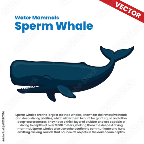 Sperm Whale Diving Deep in Ocean - Largest Toothed Whale Known for Deep-Diving and Echolocation
