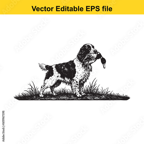 English Springer Spaniel Vintage Black & White Hunting Dog Illustration with Muller Duck – Standing, Jumping, and Hunting Pose