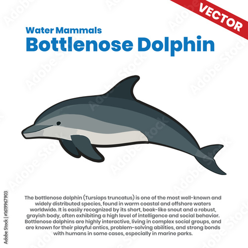 Bottlenose Dolphin Vector Art Illustration. A vector art illustration of the bottlenose dolphin, known for its intelligence and playful nature.