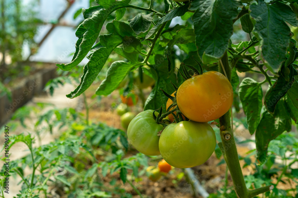 Fototapeta premium tomatoes in a greenhouse