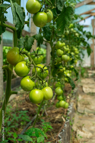 Wallpaper Mural green tomatoes in a greenhouse Torontodigital.ca