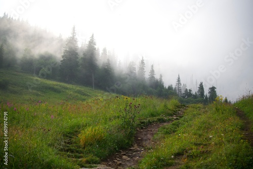 morning in the forest