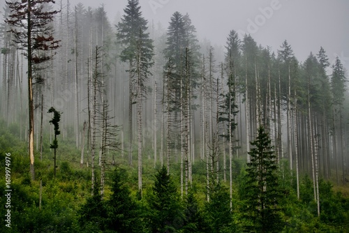 morning in the forest