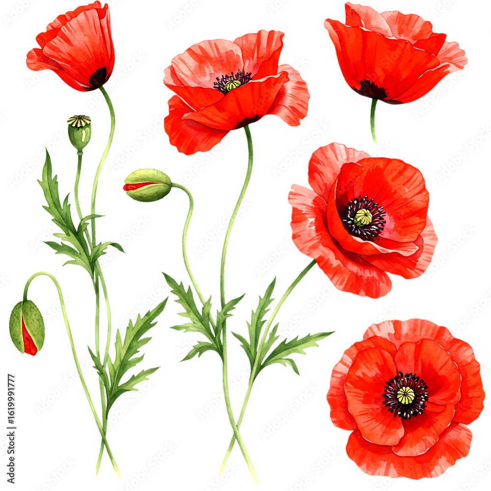 Obraz premium Vibrant red poppies with green leaves and buds isolated on a transparent background poppy flower