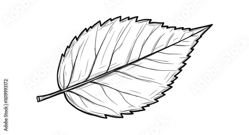 Black and white sketch of a detailed leaf illustration  