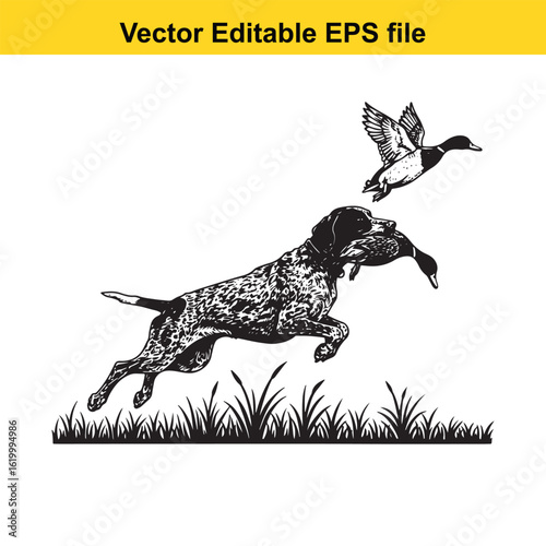 German Shorthaired Pointer Vintage Black & White Hunting Dog Illustration with Muller Duck – Standing, Jumping, and Hunting Pose