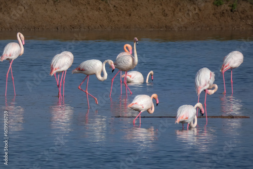 Flamingos standing in water with yellow and black wooden structure in background