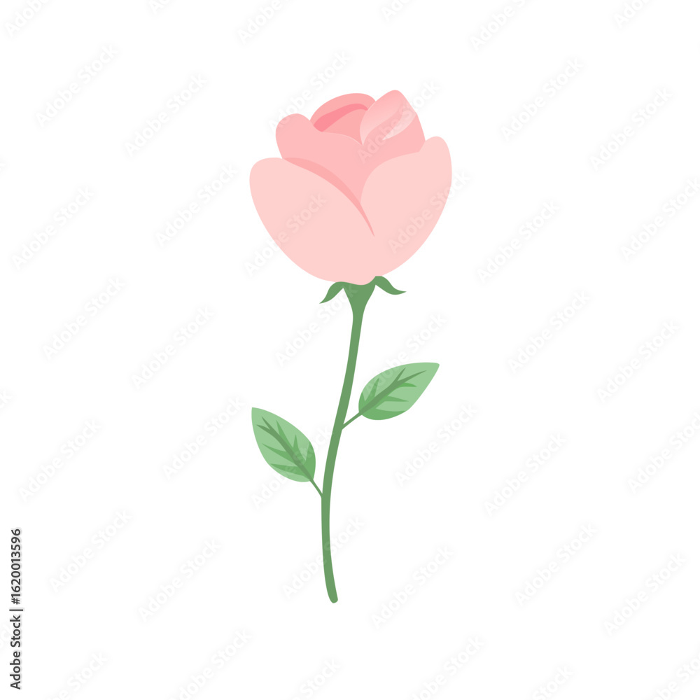Fototapeta premium pink rose isolated on white