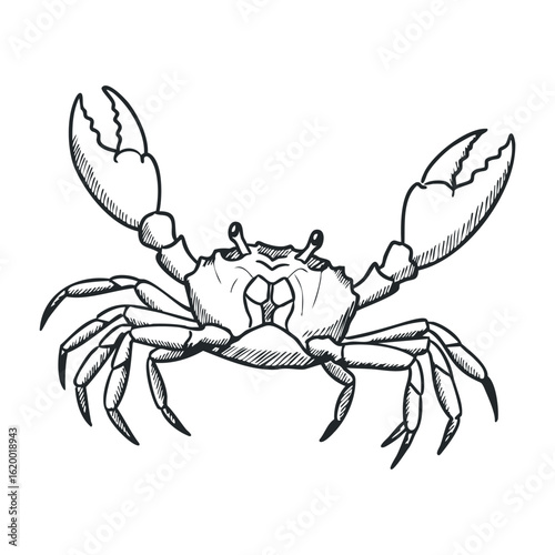 Hand-drawn black and white crab sketch with detailed claws and legs. Vector illustration