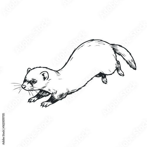 Black and white ferret sketch in playful pose. Vector illustration