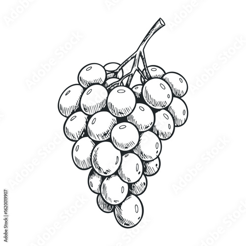 Hand-drawn black and white grape bunch sketch with detailed shading and texture. Vector illustration