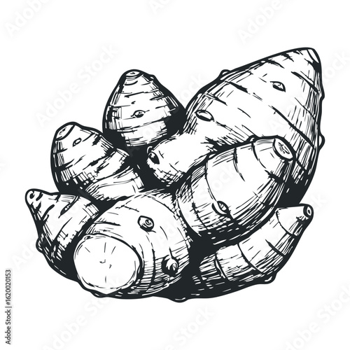 Black and white sketch of taro root cluster. Vector illustration