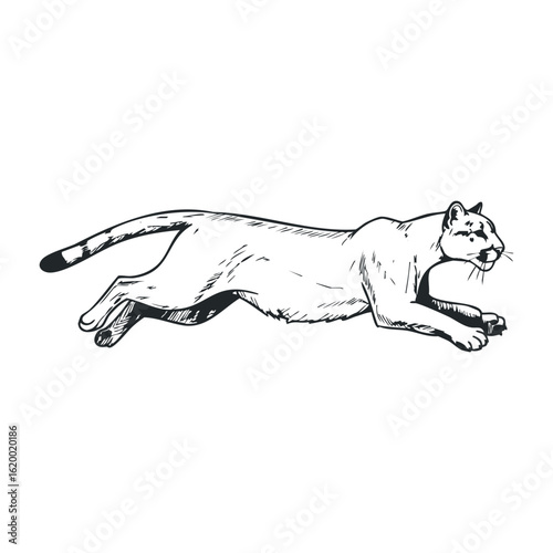 Sketch of a lying puma with relaxed pose in black and white. Vector illustration