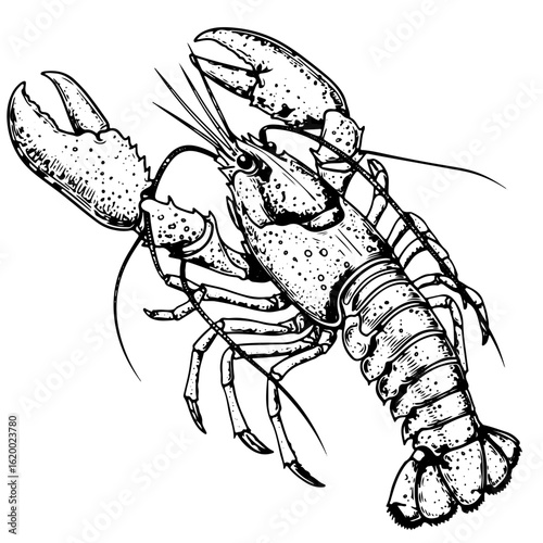 Lobster, line art engraving, vector illustration, isolated on white background