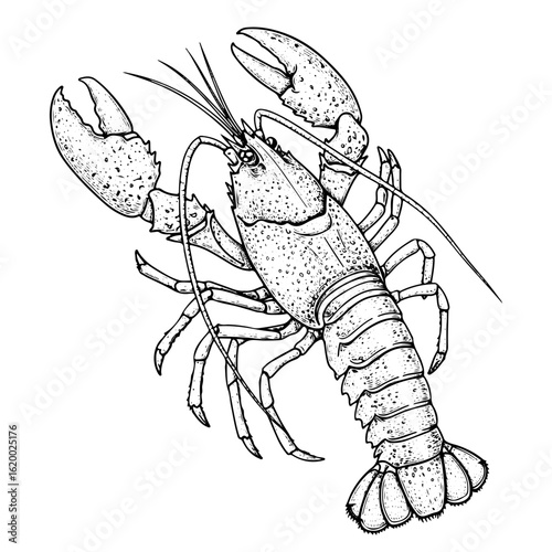Lobster, line art engraving, vector illustration, isolated on white background