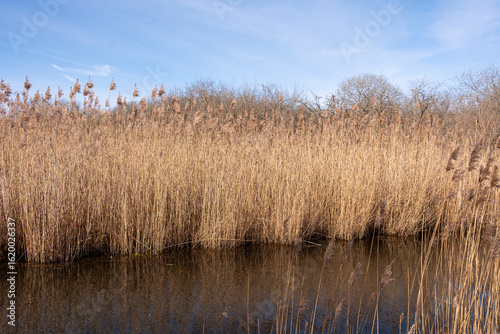 Close-up view of dense reed bed rising from still wetland waters, with soft morning light highlighting the natural verticality and subtle texture of this seasonal ecosystem.