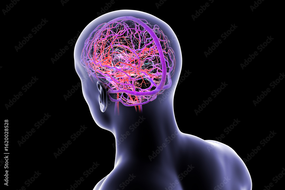 Fototapeta premium Human brain with highlighted blood vessels, 3D illustration.
