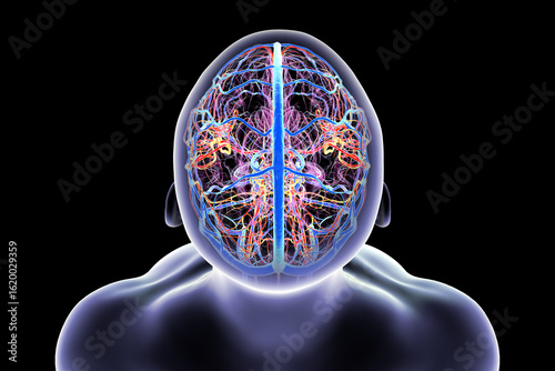 Wallpaper Mural Human brain with highlighted blood vessels, 3D illustration. Torontodigital.ca