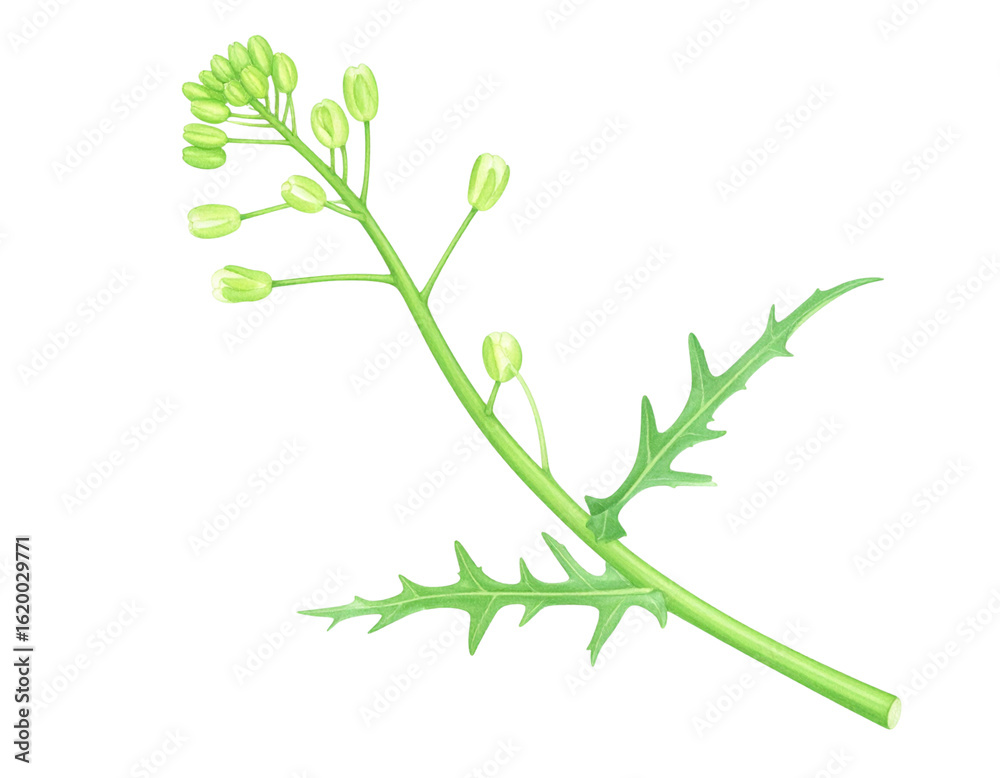 Fototapeta premium twig of a tree