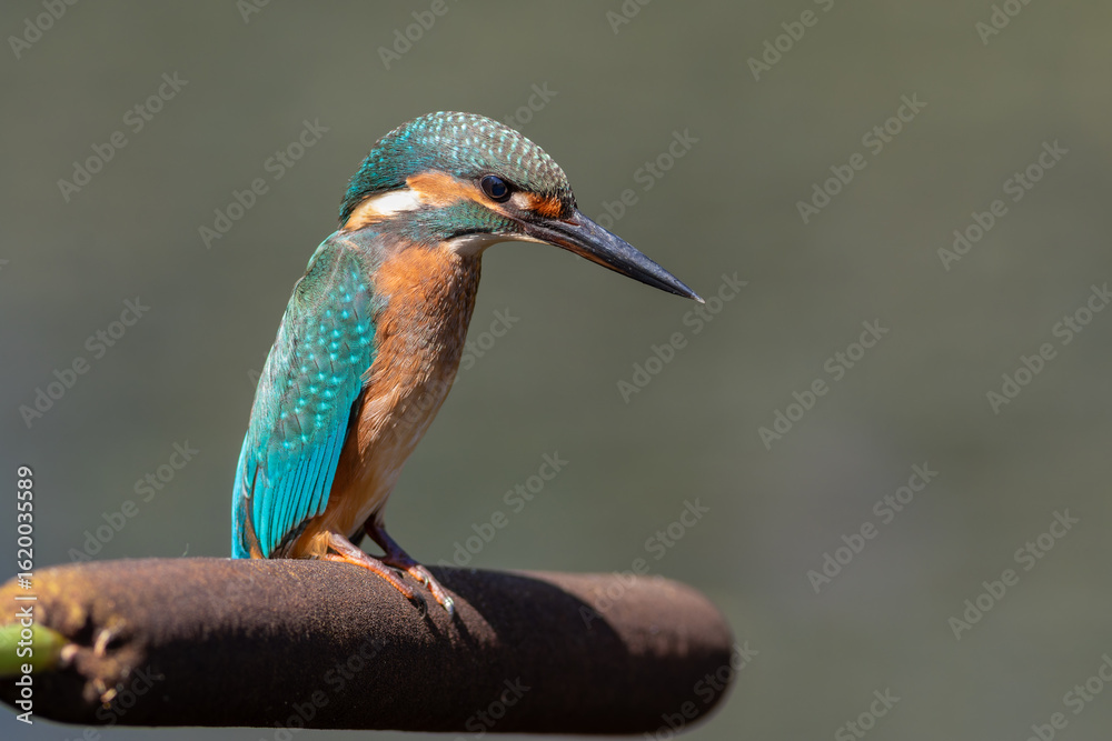 Fototapeta premium Common kingfisher, Alcedo atthis. A bird sits on a cattail on the bank of the river