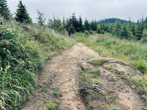 Fototapeta Naklejka Na Ścianę i Meble -  Beskid Sądecki - szlak turystyczny