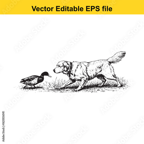 Golden Retriever Vintage Black & White Hunting Dog Illustration with Muller Duck – Standing, Jumping, and Hunting Pose