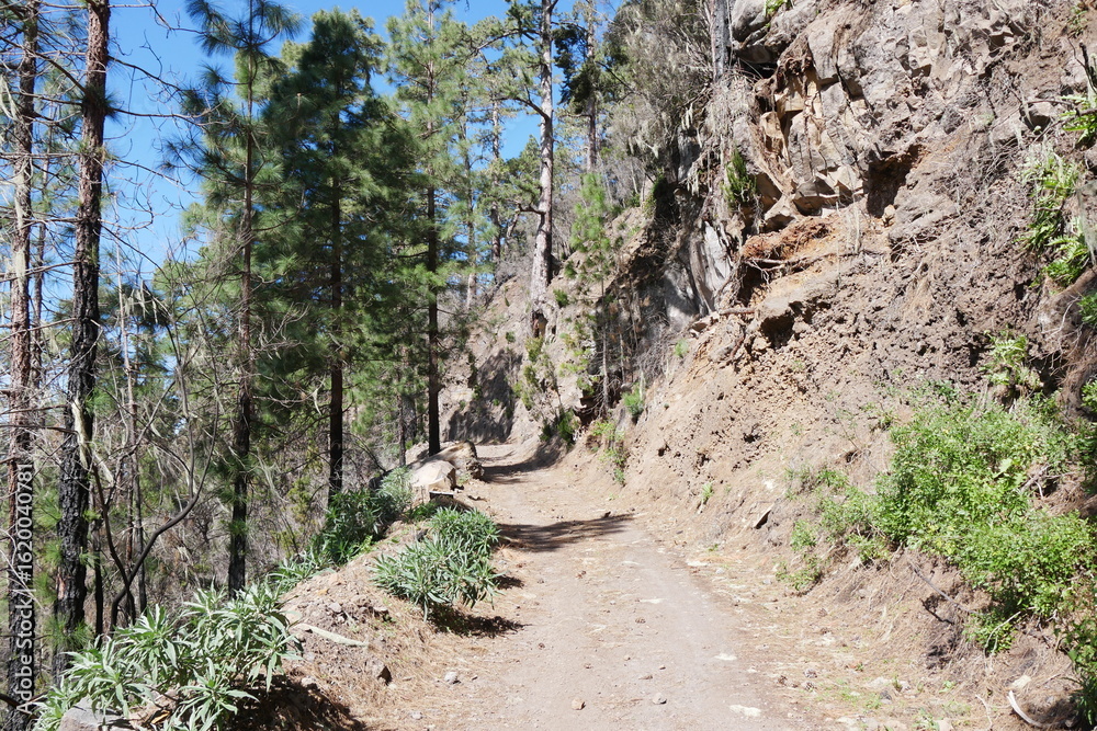 Fototapeta premium Wanderweg durch Kiefernwald und Fels Berge auf Teneriffa