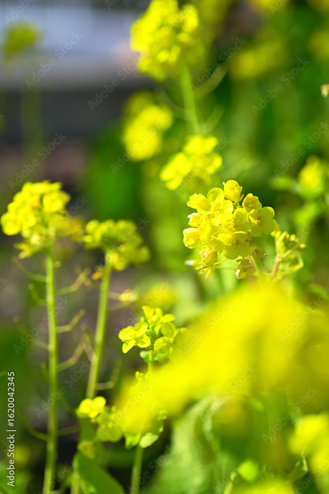 Obraz premium 東谷山フルーツパーク 菜の花 Togokusan Fruits Park Canola flowers