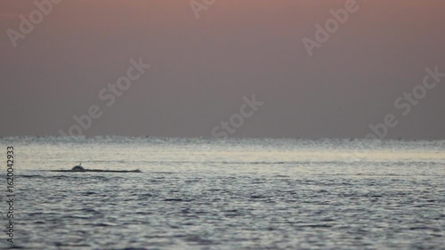 Dolphin Ocean Sunset - A dolphin swims in the ocean at sunset.