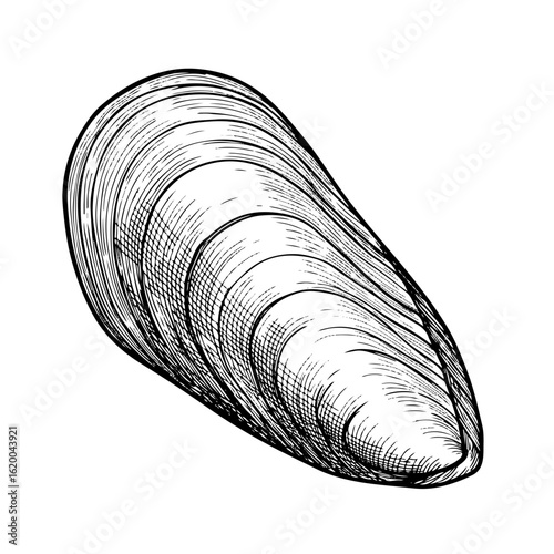 mussel line art engraving, vector illustration, isolated on white background