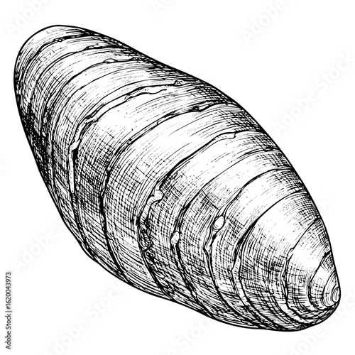 mussel line art engraving, vector illustration, isolated on white background