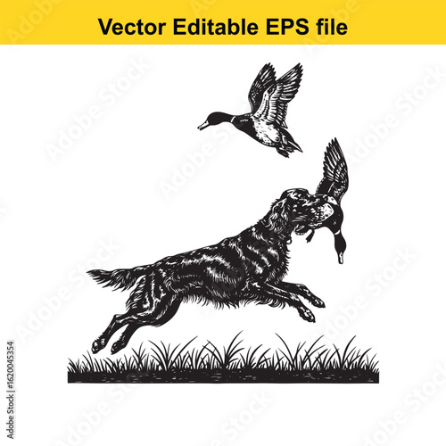Irish Setter Vintage Black & White Hunting Dog Illustration with Muller Duck – Standing, Jumping, and Hunting Pose